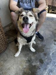 Found/Stray Female Dog last seen W madison ave Montebello , Montebello, CA 90640