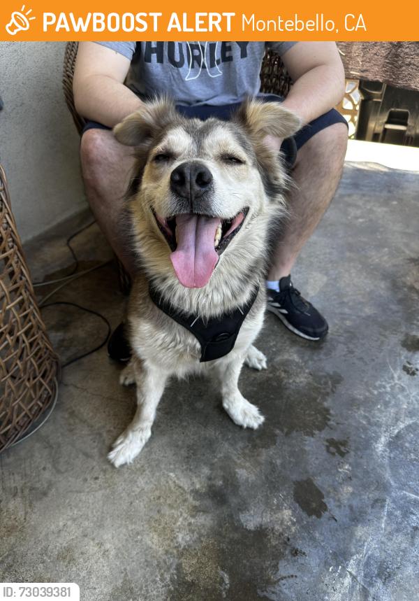 Found/Stray Female Dog last seen W madison ave Montebello , Montebello, CA 90640