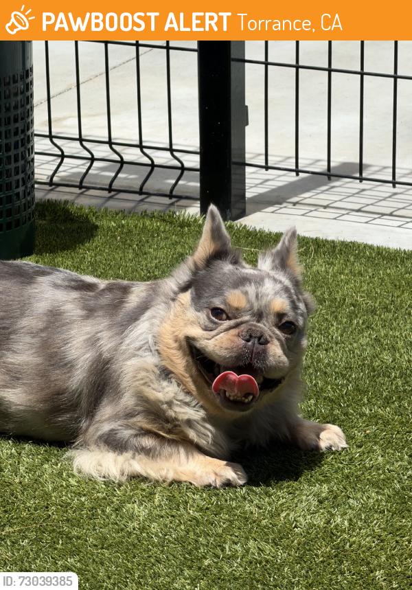 Found/Stray Male Dog last seen Normandie, Torrance, CA 90504