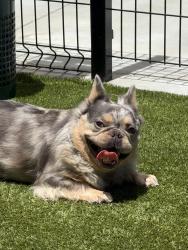 Found/Stray Male Dog last seen Normandie, Torrance, CA 90504