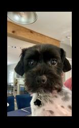 Reunited Female Dog last seen Berrien RESA building, Berrien Springs, MI 49103