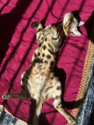 Reunited Female Cat last seen Bovanizer st and Amboy, Staten Island, NY 10312