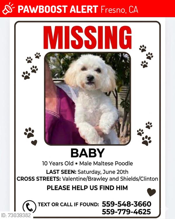 Lost Male Dog last seen Shields & Valentine, Fresno, CA 93722