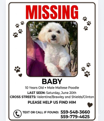 Lost Male Dog last seen Shields & Valentine, Fresno, CA 93722