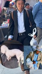 Lost Male Dog last seen Round 5-6 s Los Angeles st in downtown LA California , Los Angeles, CA 90028