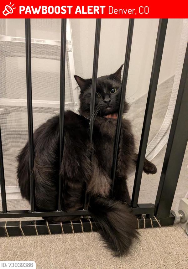 Lost Female Cat last seen Federal and W College Ave, Denver, CO 80219