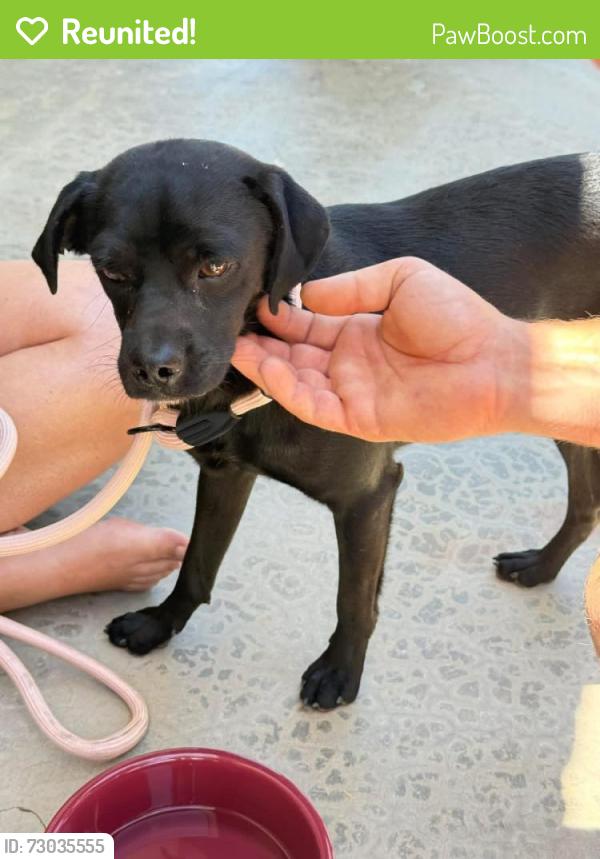 Reunited Male Dog last seen Brinville Road and Bandell St  Acton, Acton, CA 93510