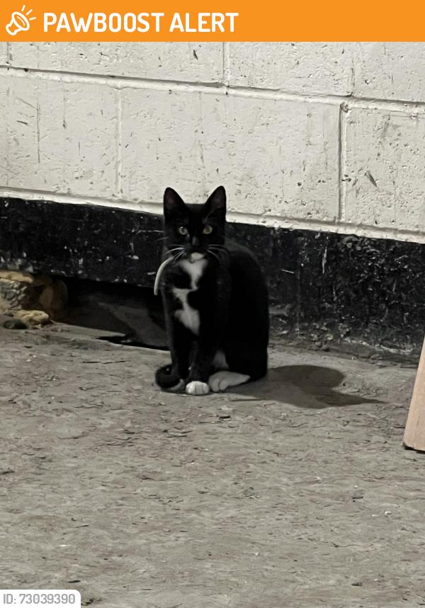 Found/Stray Unknown Cat last seen London Stratford puregym , Greater London, England E15 1XQ