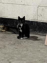 Found/Stray Unknown Cat last seen London Stratford puregym , Greater London, England E15 1XQ