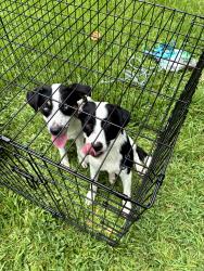 Found/Stray Unknown Dog last seen Walmart on Pinhook, Lafayette, LA 70508