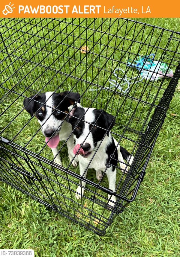 Found/Stray Unknown Dog last seen Walmart on Pinhook, Lafayette, LA 70508