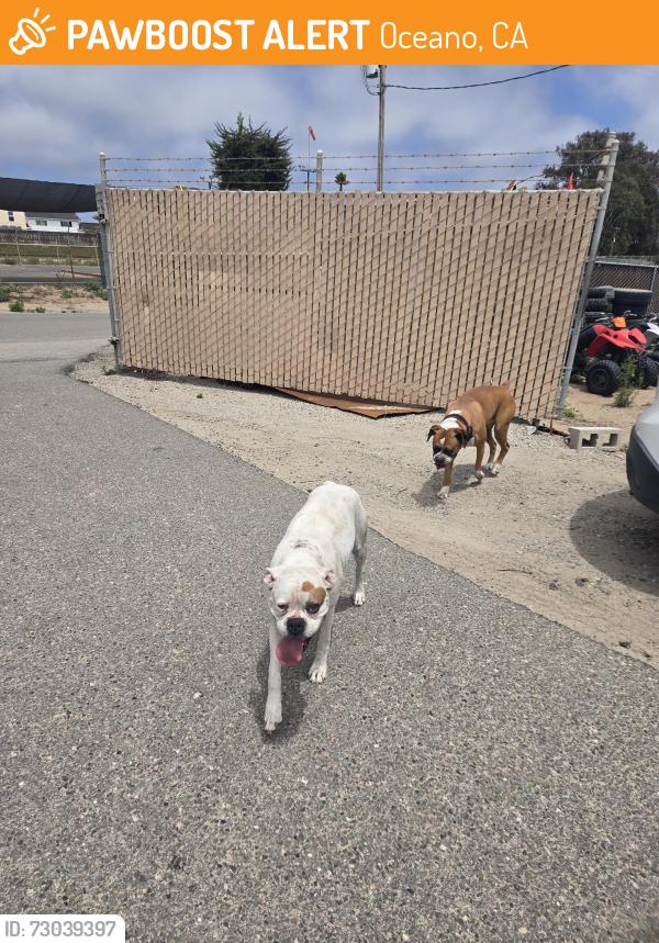 Found/Stray Male Dog last seen Highway 1, Oceano, CA 93445
