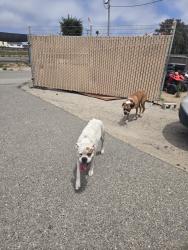 Found/Stray Male Dog last seen Highway 1, Oceano, CA 93445