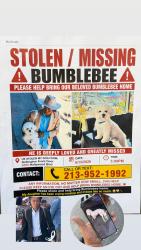 Lost Male Dog last seen Near s Los Ángeles ca , Los Angeles, CA 90013