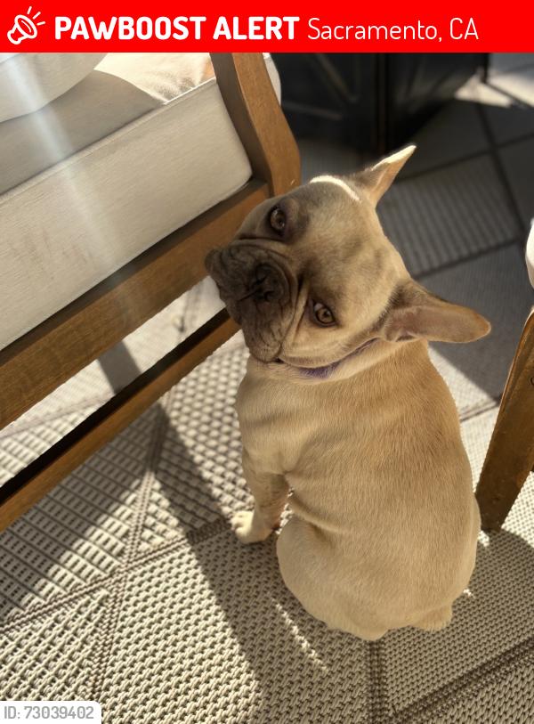 Lost Male Dog last seen Near 78 th, Sacramento, CA 95820