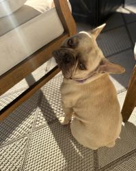 Lost Male Dog last seen Near 78 th, Sacramento, CA 95820