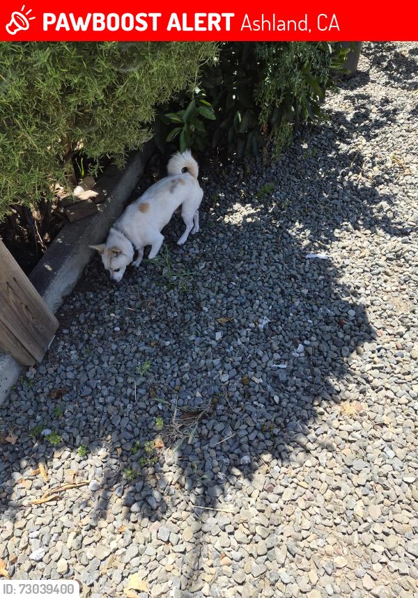 Lost Male Dog last seen He was running on Maubert St & 162nd Ave, cross streets, Ashland, CA 94578