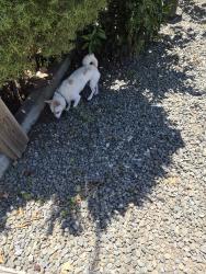 Lost Male Dog last seen He was running on Maubert St & 162nd Ave, cross streets, Ashland, CA 94578