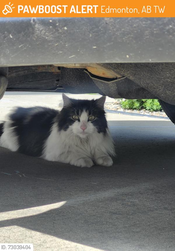 Found/Stray Unknown Cat last seen Davidson Green SW , Edmonton, AB T6W