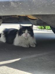 Found/Stray Unknown Cat last seen Davidson Green SW , Edmonton, AB T6W