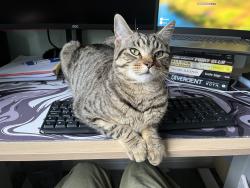 Lost Male Cat last seen London Road, West Sussex, England RH15 9RF