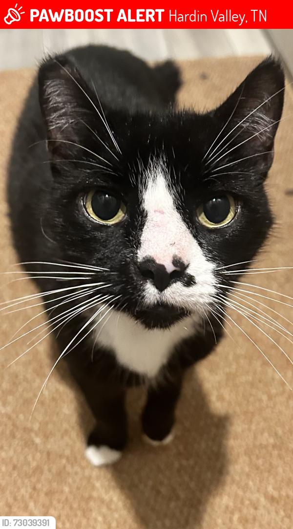 Lost Male Cat last seen Green lane Knoxville,Tn , Hardin Valley, TN 37931
