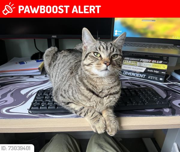 Lost Male Cat last seen London Road, West Sussex, England RH15 9RF