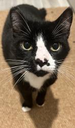 Lost Male Cat last seen Green lane Knoxville,Tn , Hardin Valley, TN 37931