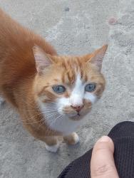 Lost Male Cat last seen Last seen on west 70th street between Broadway and main , Los Angeles, CA 90003