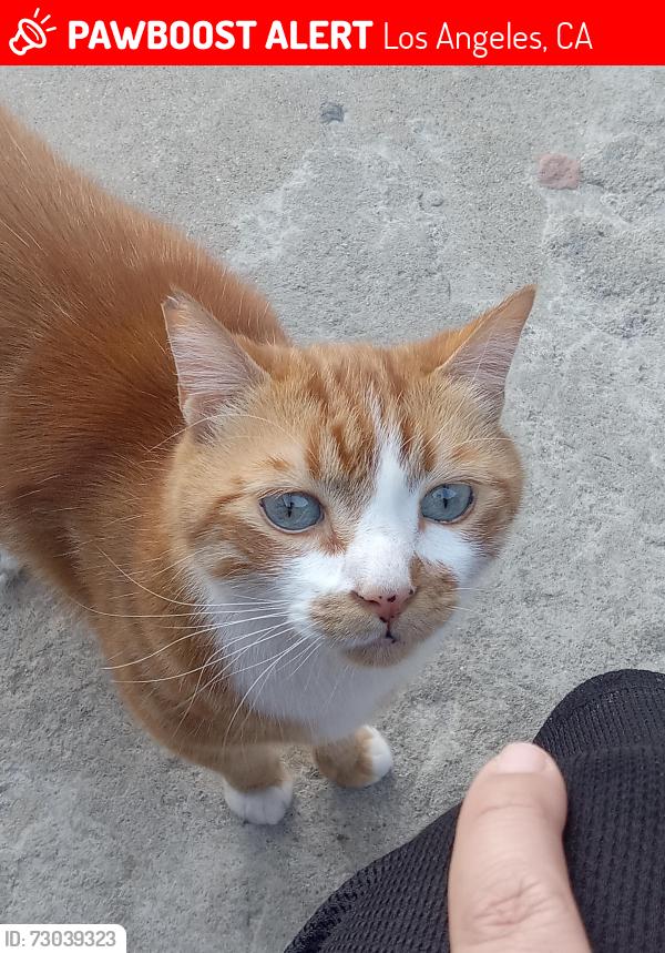 Lost Male Cat last seen Last seen on west 70th street between Broadway and main , Los Angeles, CA 90003