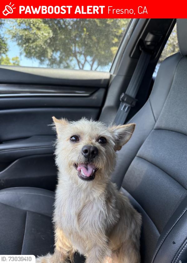 Lost Male Dog last seen E church ave E jensen ave S willow ave, Fresno, CA 93725