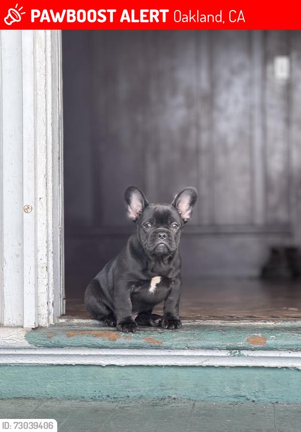 Lost Male Dog last seen Near Adeline st Emeryville , Oakland, CA 94608