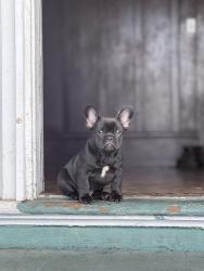 Lost Male Dog last seen Near Adeline st Emeryville , Oakland, CA 94608
