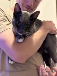 Lost Male Cat last seen South high school, Cheyenne, WY 82007
