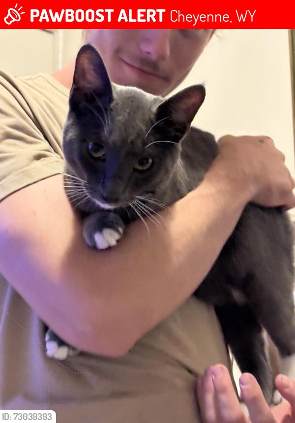 Lost Male Cat last seen South high school, Cheyenne, WY 82007
