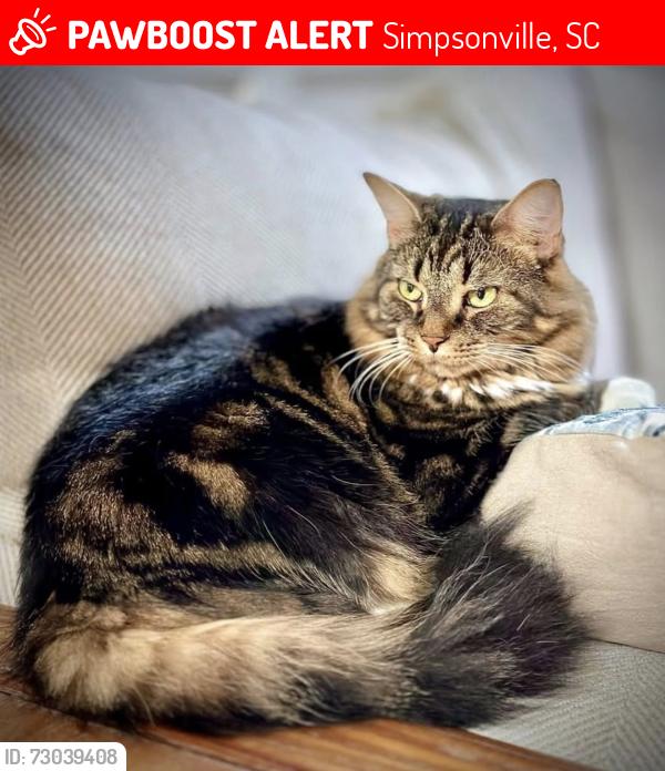 Lost Female Cat last seen Heritage Park, Simpsonville, SC 29681