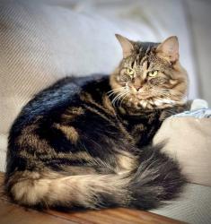 Lost Female Cat last seen Heritage Park, Simpsonville, SC 29681