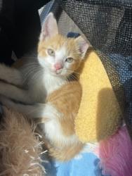Shelter Stray Male Cat last seen Near Martin Luther King Jr Dr SW, Atlanta, GA, 1251 Fulton Industrial Blvd NW, Atlanta, GA 30336, USA