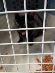 Shelter Stray Female Cat last seen Near Bakers Ferry Rd, Atlanta, GA, 1251 Fulton Industrial Blvd NW, Atlanta, GA 30336, USA