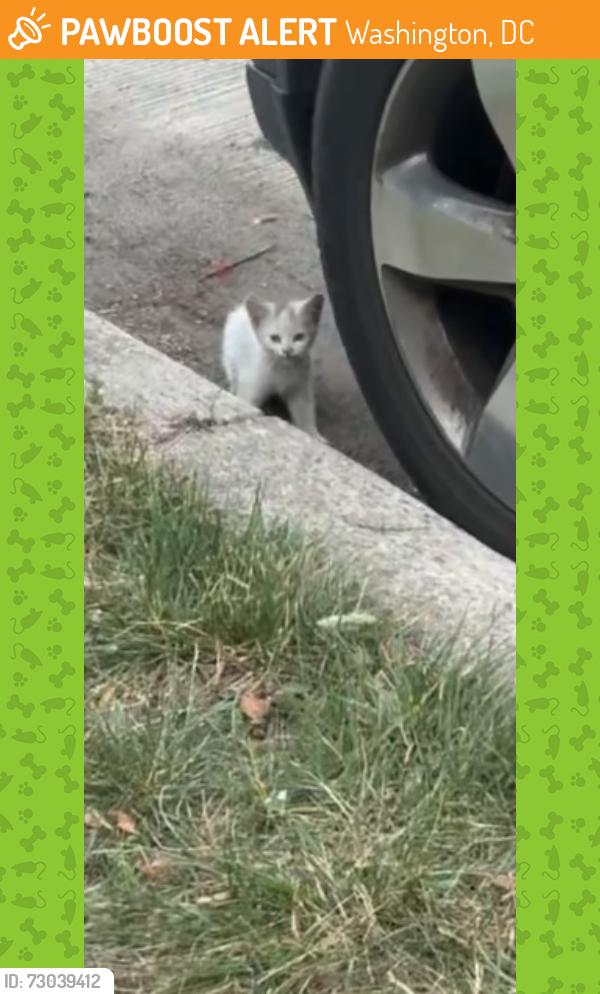 Found/Stray Unknown Cat last seen 4d and Decatur Street North West under a black Jeep., Washington, DC 20011