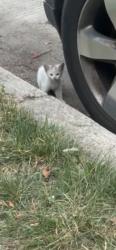 Found/Stray Unknown Cat last seen 4d and Decatur Street North West under a black Jeep., Washington, DC 20011
