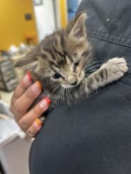 Shelter Stray Female Cat last seen Near N Galloway Ave, 75149, TX, 1650 Gross Rd, Mesquite, TX 75149, USA