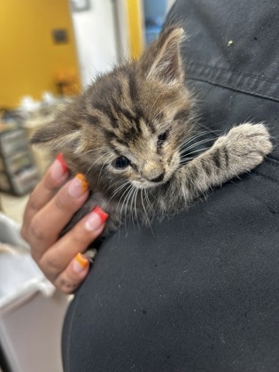 Shelter Stray Female Cat last seen Near N Galloway Ave, 75149, TX, 1650 Gross Rd, Mesquite, TX 75149, USA