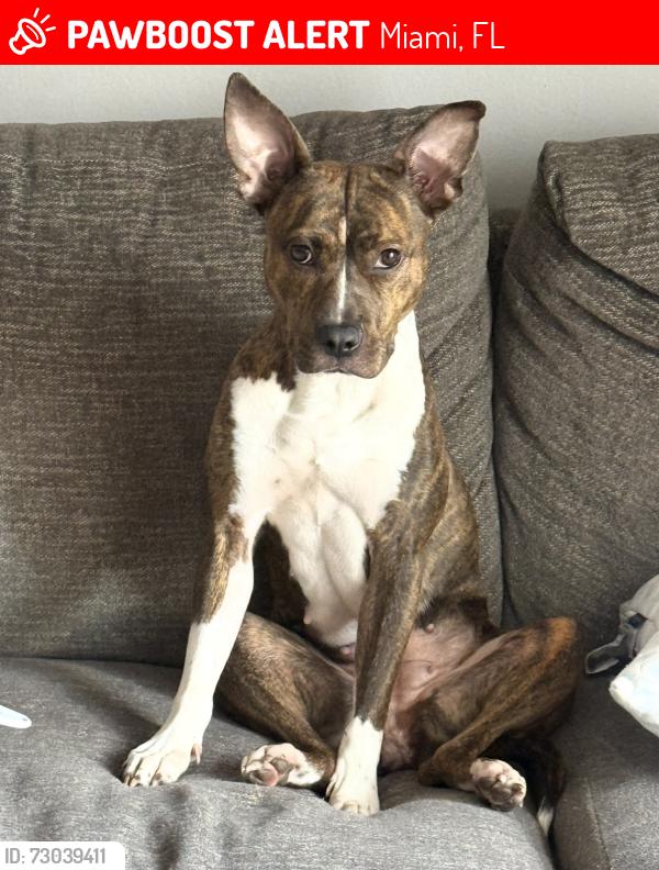 Lost Female Dog last seen 30th avenue and 103rd street near hialeah, Miami, FL 33147