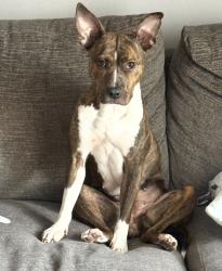 Lost Female Dog last seen 30th avenue and 103rd street near hialeah, Miami, FL 33147