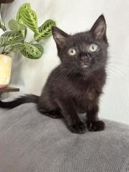 Shelter Stray Female Cat last seen Near Mathews St., 21218, MD, 301 Stockholm St, Baltimore, MD 21230, USA