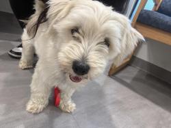 Found/Stray Male Dog last seen castor , Philadelphia, PA 19111