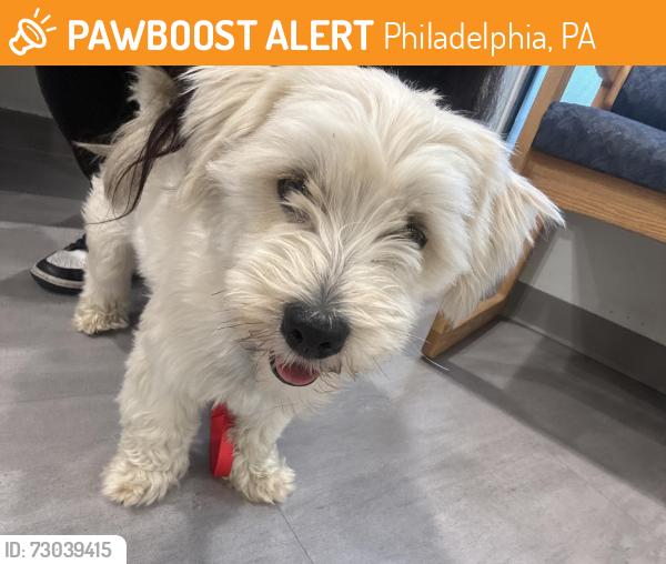 Found/Stray Male Dog last seen castor , Philadelphia, PA 19111
