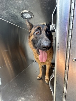 Shelter Stray Female Dog last seen Near SOUTH FWY, South District, , 355 Hillshire Dr, Haslet, TX 76052, USA
