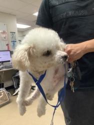 Shelter Stray Female Dog last seen Near CHICKASAW AVE, East District, TX, 355 Hillshire Dr, Haslet, TX 76052, USA